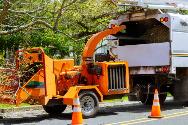 Best Tree Stump Removal  in Socastee, SC